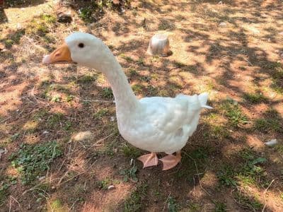 Flocking Reed's Farm