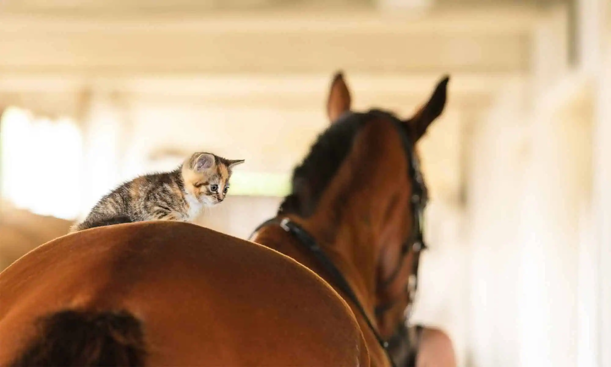 Deerfield Veterinary Clinic