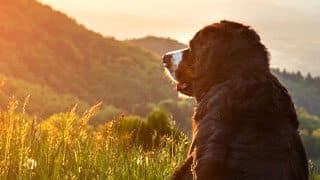 Pet Passages-Dover, NH | Dignified Pet Cremation