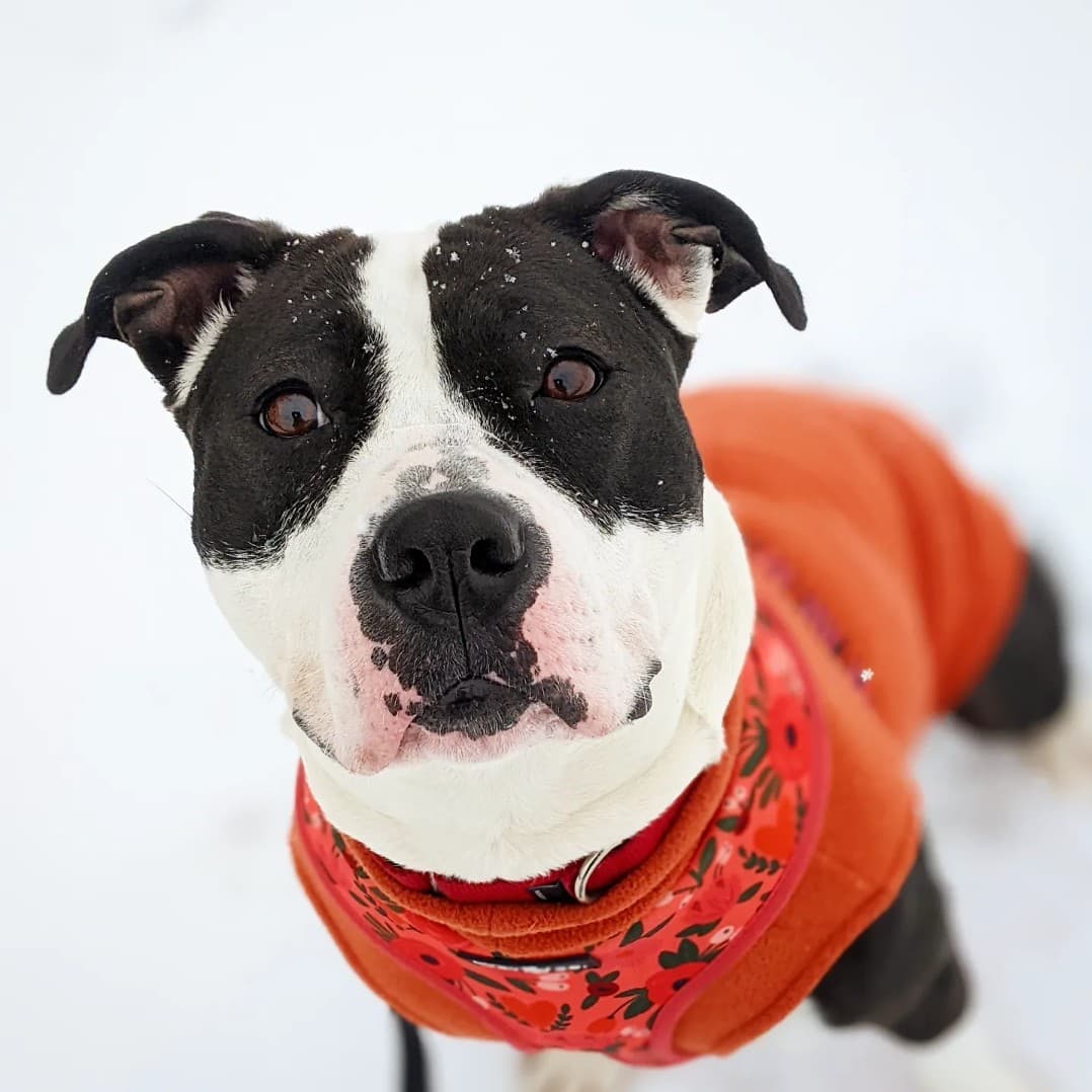 Manchester Animal Shelter