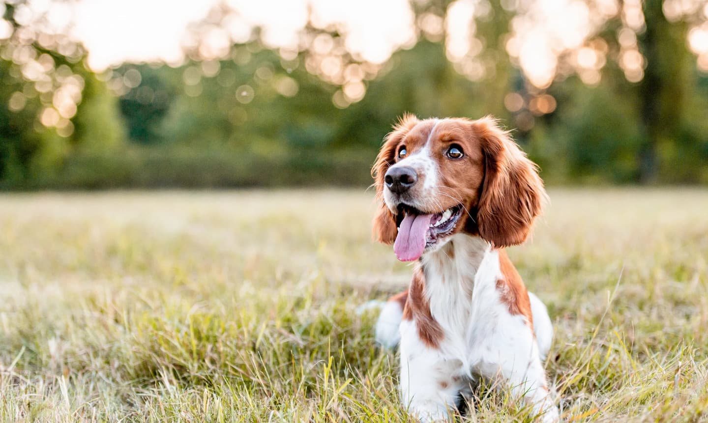 Milford Veterinary Hospital