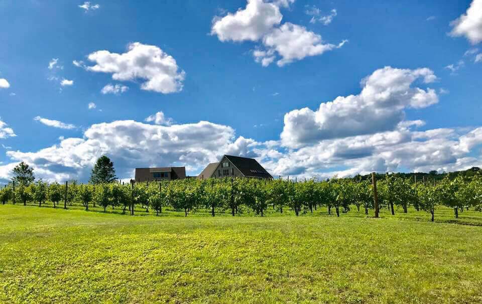 Black Bear Vineyard