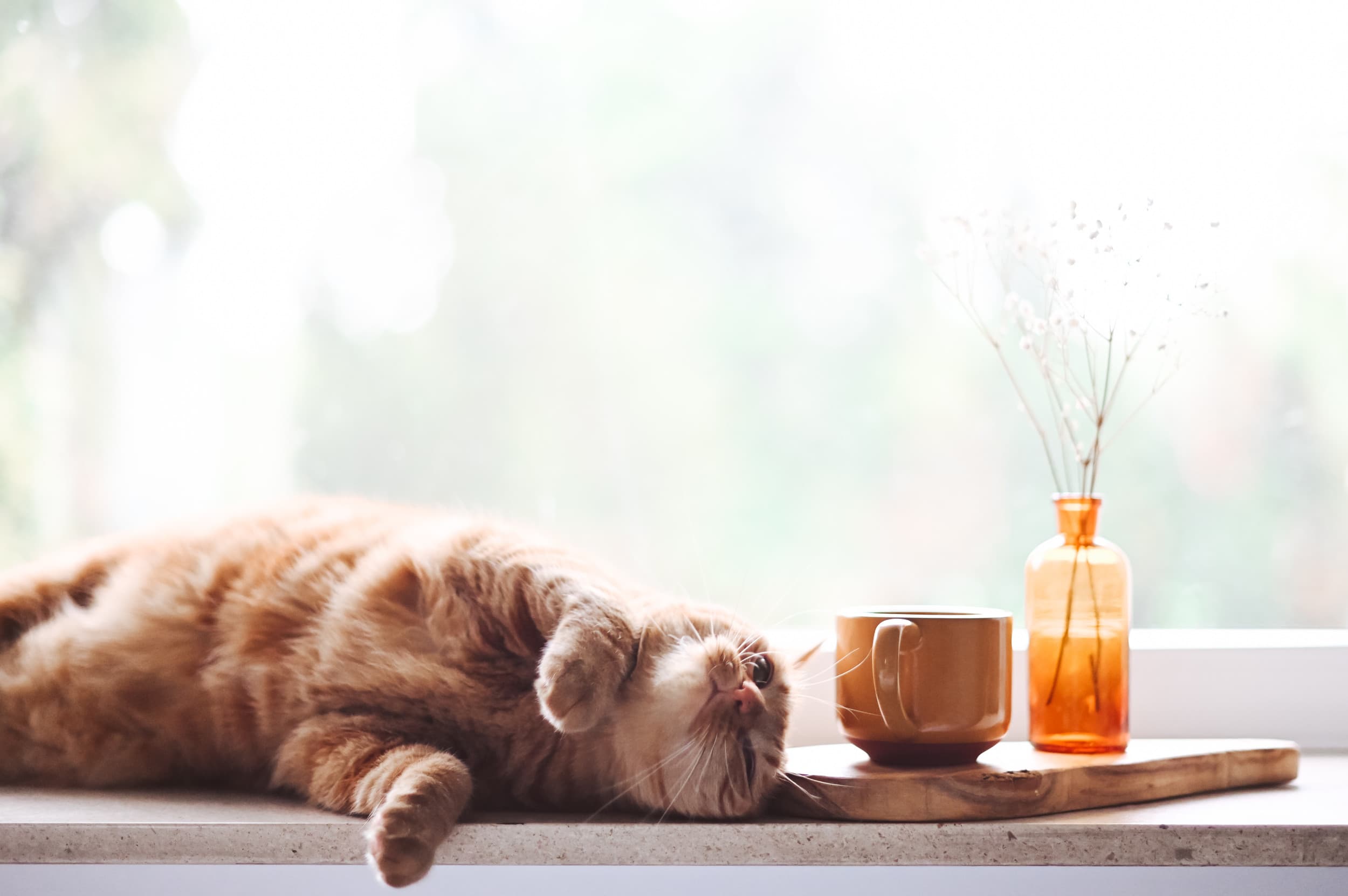 The Tipsy Tabby