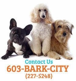 Bark City Doggy Daycare