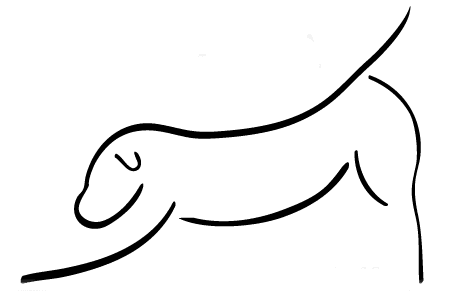 Downdog Flow Yoga & Pilates-Bedford NH