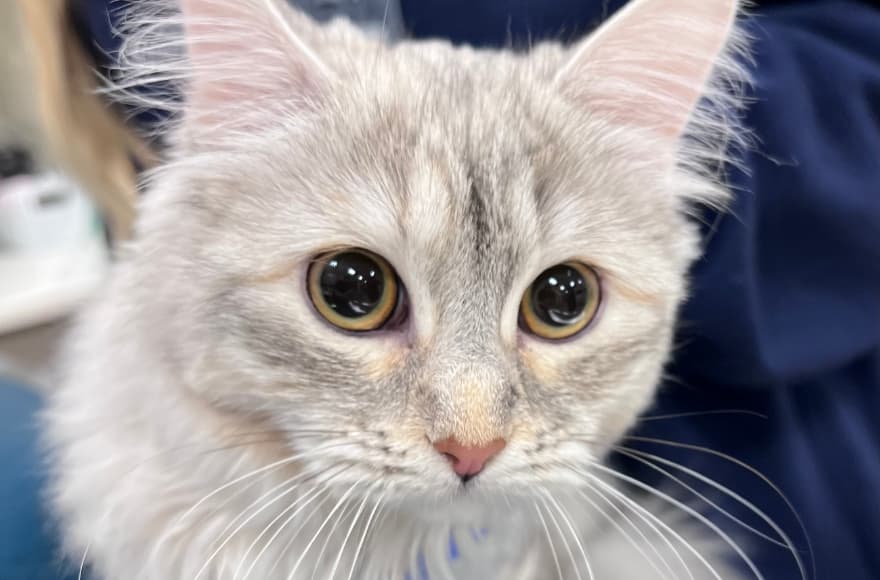 Veterinary Urgent Care - Nashua