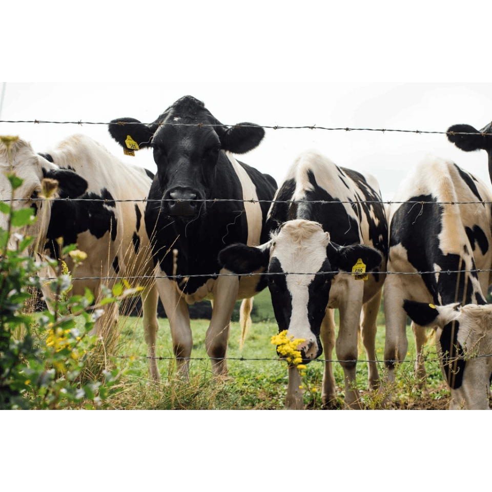 Sanctuary Dairy Farm Ice Cream