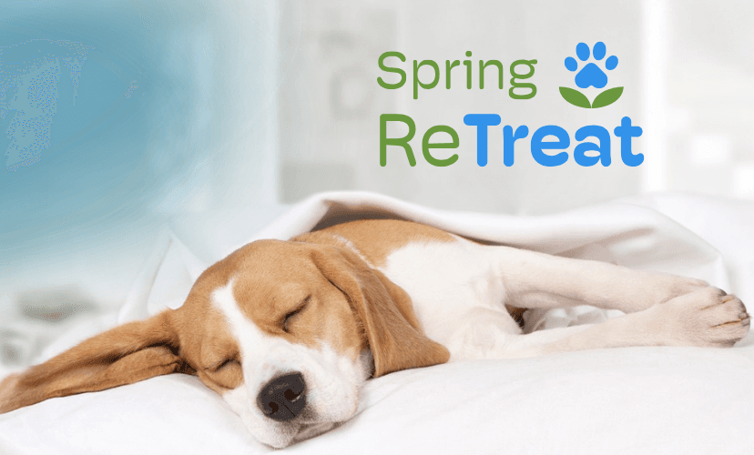 The Barking Dog - Hooksett