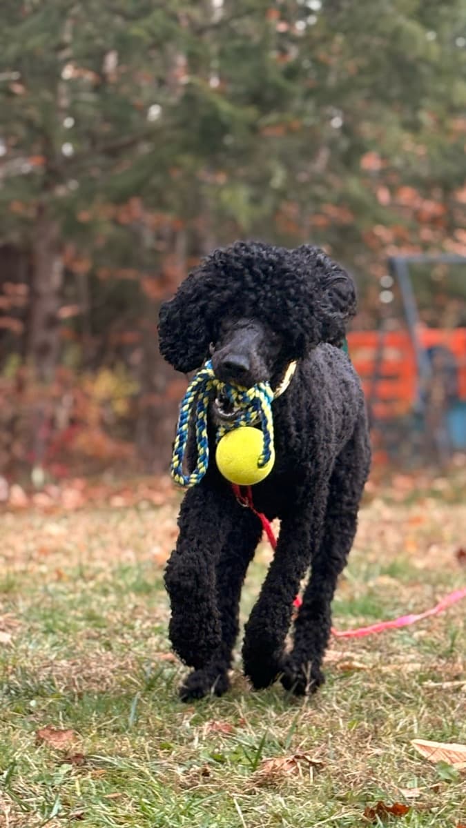 Nothin Fancy Pet Grooming