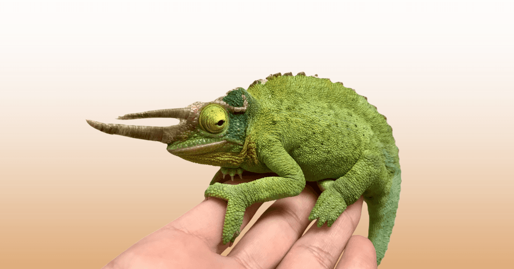 Hopkinton Animal Hospital