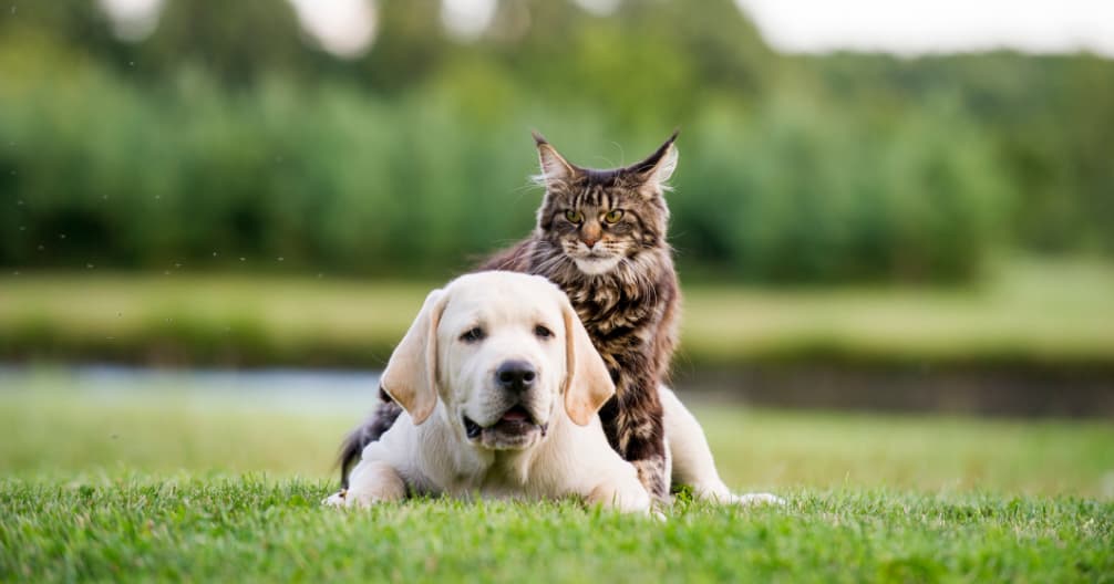 Merrimack Veterinary Hospital