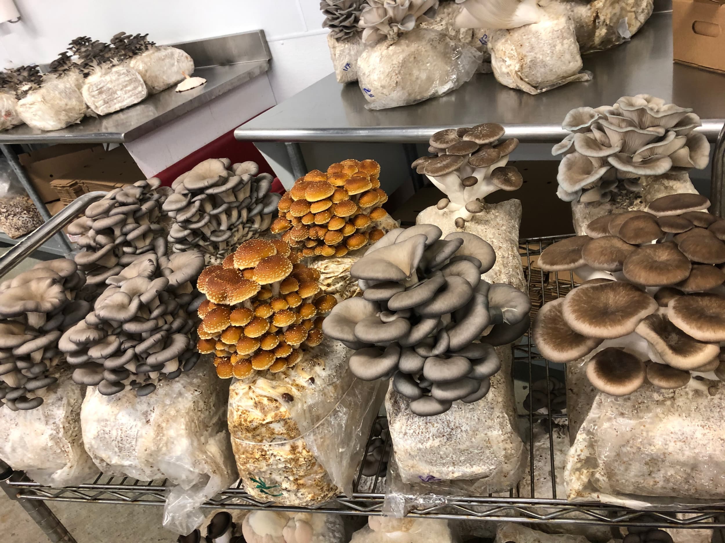Dunk’s Mushrooms