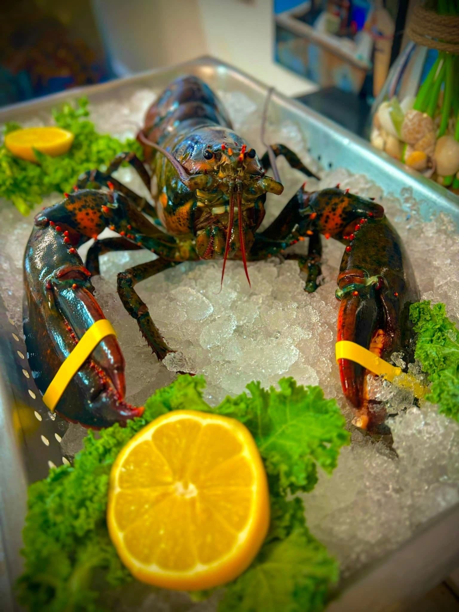 Yankee Fishermen's Co-Op