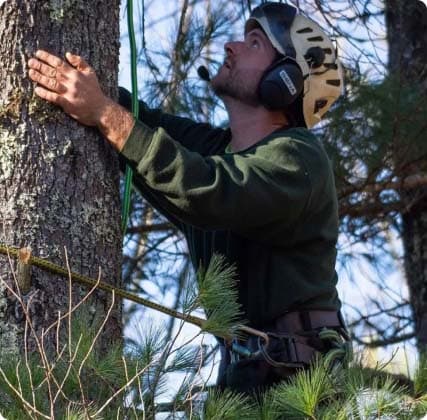 Burke's Tree Service