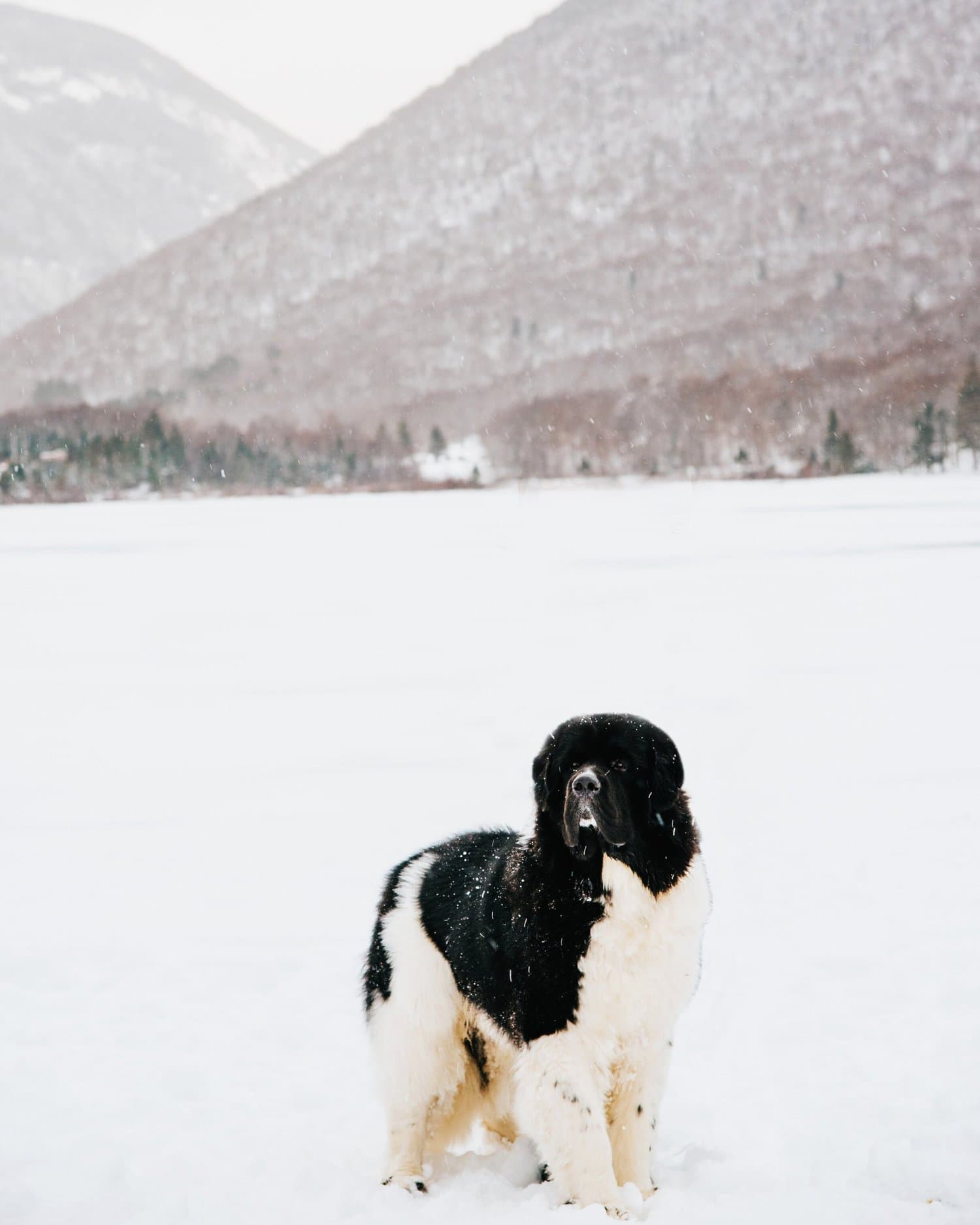 Linwood Veterinary Clinic