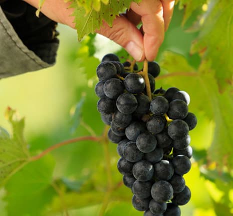 Fulchino Vineyard