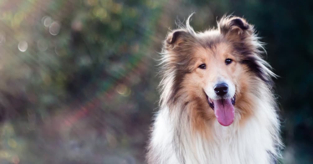 SAVES - Small Animal Veterinary Emergency & Specialty