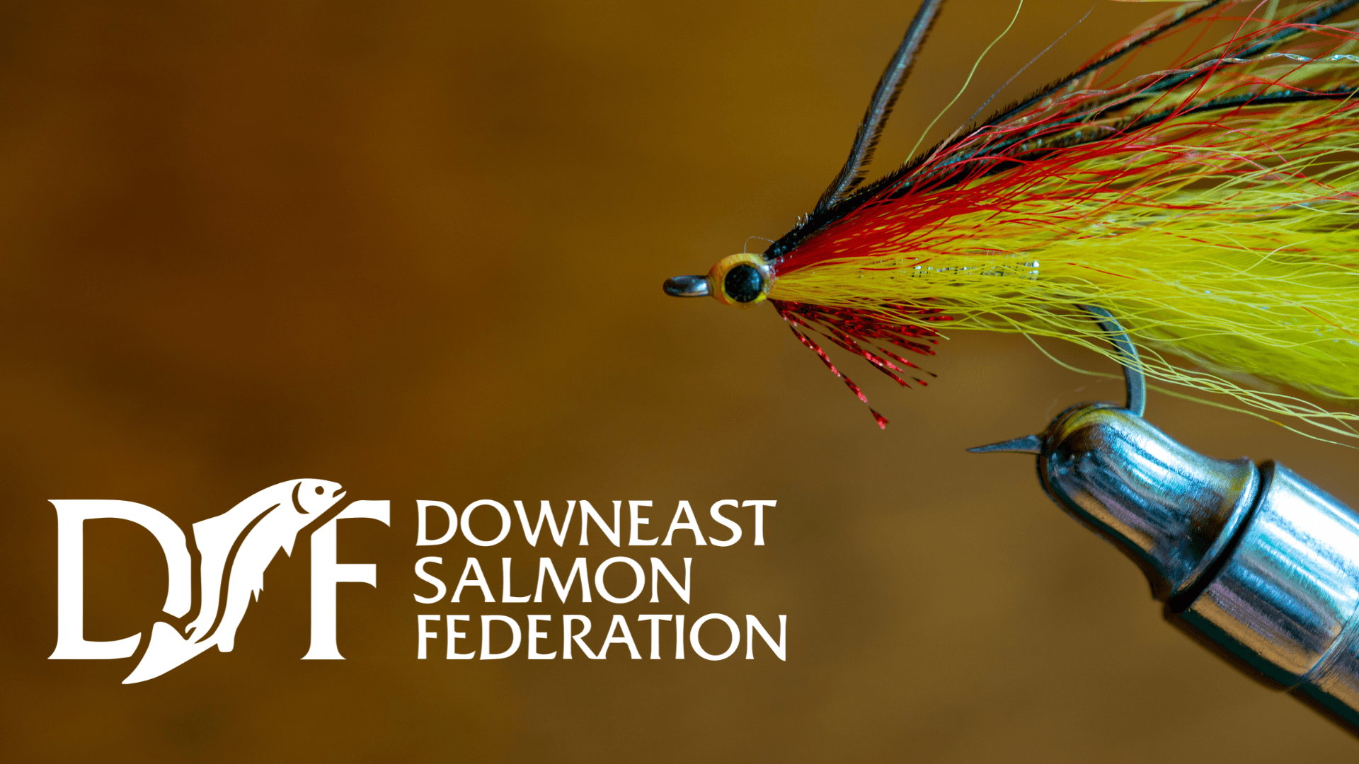 Breaking Barriers: Restoring Maine’s Wild Atlantic Salmon with Downeast Salmon Federation
